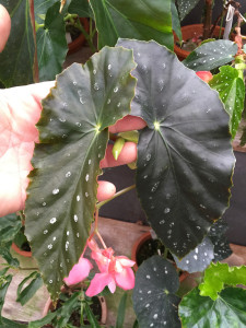 B. ‘Gekkyden’